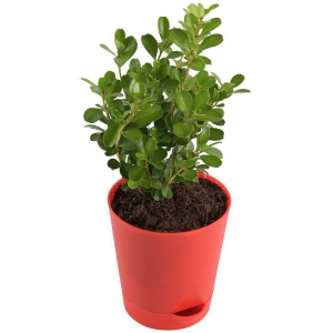 UGAOO Boxwood Buxus Natural Live Indoor Plant with Pot