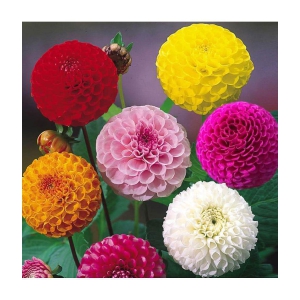 HN organic seed - Dahlia Mixed Flower ( 25 Seeds )