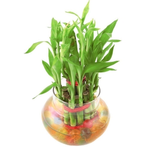 Green plant indoor - Green Wild Artificial Flower ( Pack of 1 )