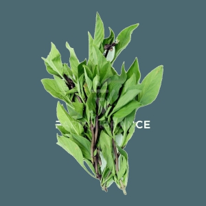 Thai Sweet Basil Premium 20 Gms