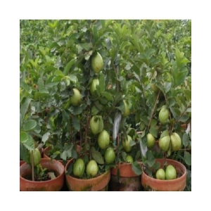 Golden hill guvava seeds 100 seeds with growing cocopeat