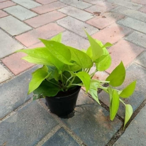 Golden Money Plant in 4 Inch Plastic Pot