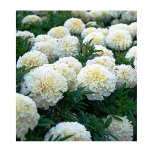 Marigold White Pearl Flowers Pure Organic Seeds - Pack of 20 Seeds F1 HYBRID