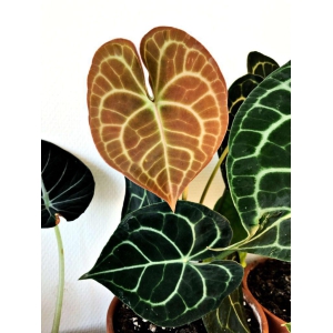 Anthurium Clarinervium