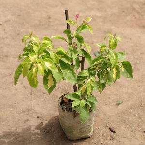 Bougainvillea Thema (any colour) in 5 Inch Nursery Bag