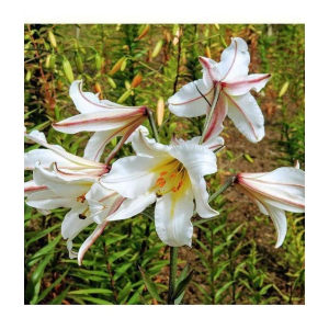 homeagro - Amaryllis Flower ( 5 Seeds )