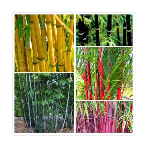 Creative Farmer Colorful Garden Bamboo Combo Pack - 10 Seeds