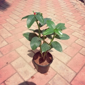 Suger Plant in 5 Inch Plastic Pot