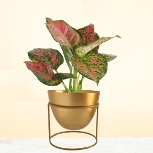 Alle Gold Metal Plant Pot with Stand-Gold Pot - Gold Stand