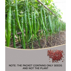 HOT CHILLI PEPPER DESIRE SEED (PACK OF 50 SEED X 1 PER PKTS)