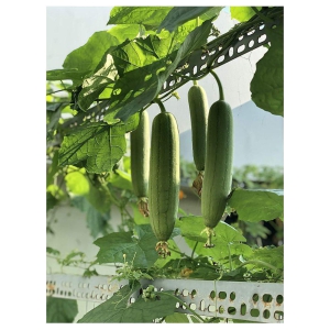 Smooth Loofah Gourd Seeds | for Growing Both Vegetable and Personal Care Sponge | Non-GMO Non-Hybrid 10+ Count