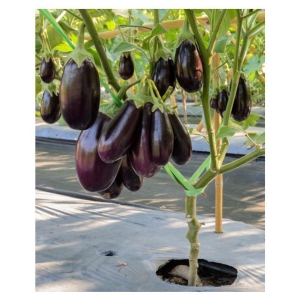 100 % Original Hybrid Brinjal Black Beauty Seeds