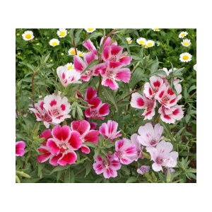 Premium mix godetia flower 30 seeds pack with free cocopeat and instruction manual for home gardening use
