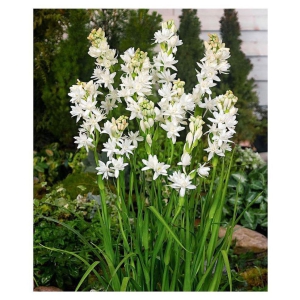 Rajnighandha or Tuberose Flower Bulbs (White, Pack of 5 Bulbs)