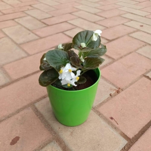 Begonia White in 5 Inch Elegant Plastic Pot (colour may vary)