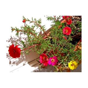 Portulaca mixed flower seeds( 50+ seeds)