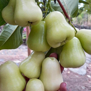 Water Apple Exotic Fruit Plants (Syzygium samarangense)-Snow White