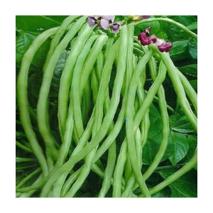 Organic Cowpea Seeds pack of 50 seeds