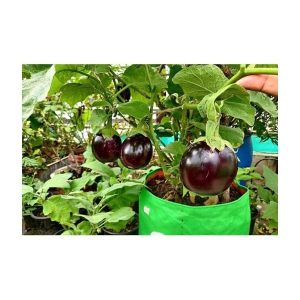 homeagro - Brinjal Vegetable ( 100 Seeds )