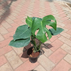 Swiss Cheese Plant / Monstera Deliciosa in 5 Inch Plastic Pot