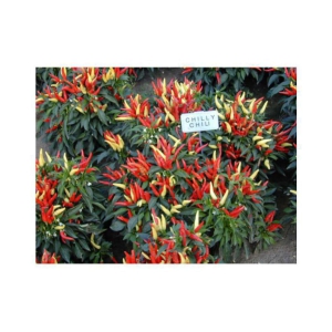 R-DRoz Ornamental Chilly Premium Seeds - Pack of 25 Exotic Seeds