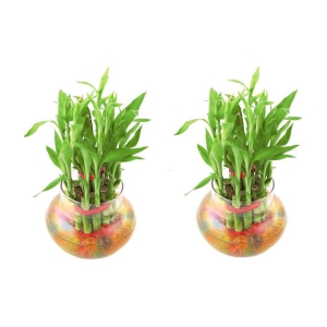 Green plant indoor - Green Wild Artificial Flowers With Pot ( Pack of 2 )