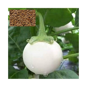 Matrix White Eggplant-Brinjal Baigen Seed