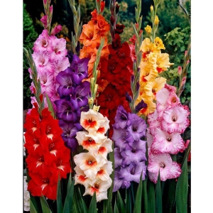 Gladiolus/Sword Lily bio-colour Imported Flower Bulbs - Pack of 3 Bulbs Seed (3 per packet)