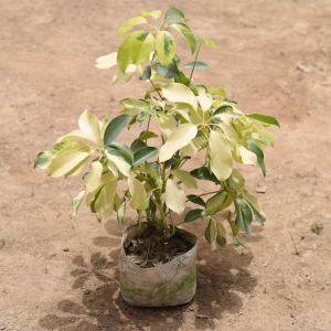 Schefflera Brassia in 5 Inch Nursery Bag