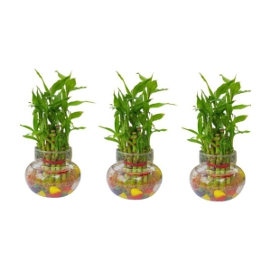 Green plant indoor - Green Wild Artificial Flowers With Pot ( Pack of 3 )