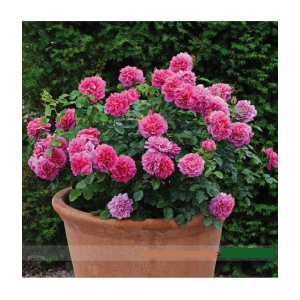 Princess Anne' Bonsai Dark Pink Double Rose with Fragrant Flower 20 Seeds