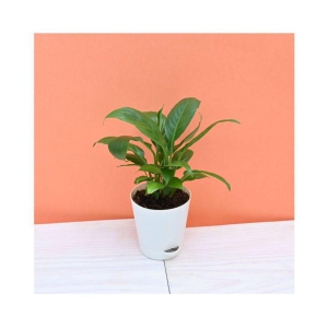 Ugaoo Peace Lily Indoor Plant with Self Watering Pot (Spathiphyllum)