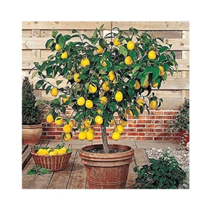 lemon Seeds For Home & Terrace Garden - 20