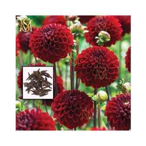 MS Dalhia Seed / Dahlia Hybrids Mixed Color - Dahlia Flower Seeds