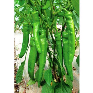 Green Chili Pepper Seeds Hot Pepper For Garden Home 50 Seeds
