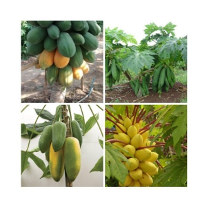 PAPAYA DWARF FRUIT SEEDS 4 VARIETIES COMBO MIX PACK - 50 SEED