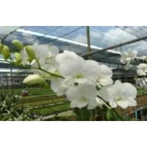 Dendrobium Airy White