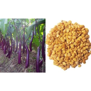 Natural garden plants Brinjal Seeds Long Hybrid F1 Variety Heirloom Vegetable - 100 Seeds-Packet