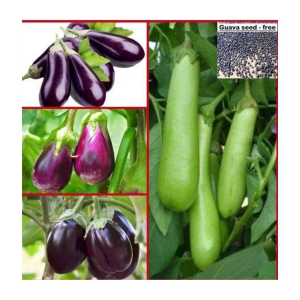 Home garden Brinjal (Bengan)  mix  Quality Seeds - Pack of 100 seeds  +  free seeds