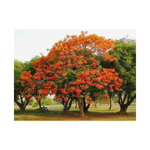 Delonix regia, Gulmohar, Flamboyant, Flame of the forest, Royal Poinciana Flowering Tree Seeds - Pack of 5 Seeds