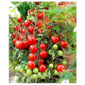 Hybrid Indian Climbing Tomato Vegetable 50 Seeds