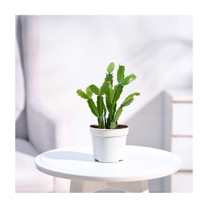 UGAOO Christmas Cactus Plant With Grow Pot