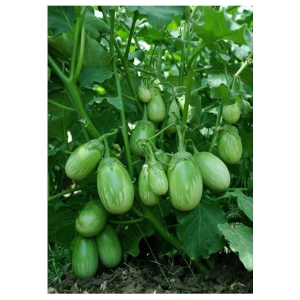 F1 Hybrid Green Round Brinjal Vegetable Seeds | Pack of 50 Seeds