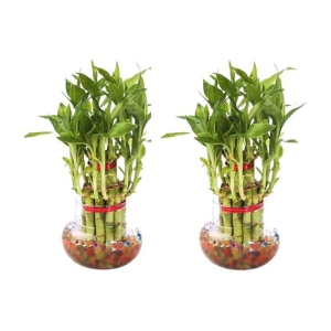 Green plant indoor - Green Wild Artificial Flowers With Pot ( Pack of 2 )