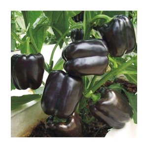 Black Sweet Pepper Seeds Balcony Potted Organic Vegetable Seeds Chili Pepper 20 seeds