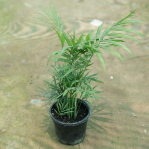 Chamaedorea Palm in 4 Inch Plastic Pot