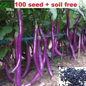 African Hybrid Brinjal Eggplant | Pack of 100 Seeds + soill free