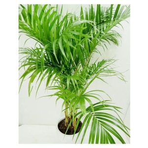 Seeds zone Areca Palm 10 Seeds Pack