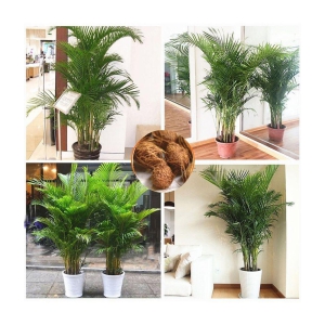 ARECA PALM PLANT ( 5 SEEDS PACK )FOR HOME GARDENING USE INDOOR OUTDOOR