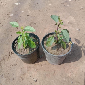 Set Of 2 - Tulsi (Rama & Shyama) In 4 Inch Plastic Pot